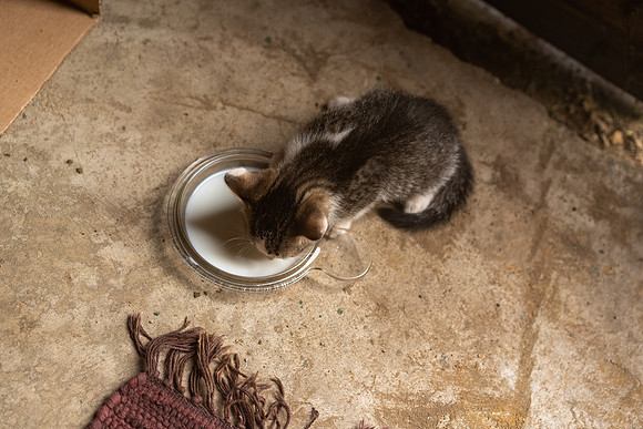 FarmCatsDrinkMilk_6644-03023