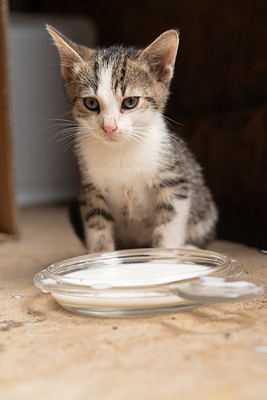 FarmCatsDrinkMilk_6644-03065