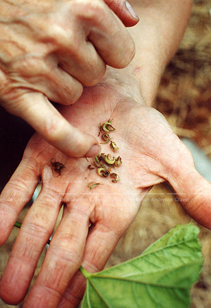 hand_seeds