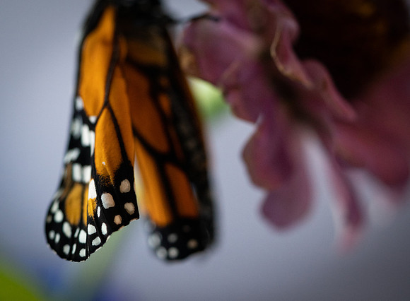 broken_monarch-3518